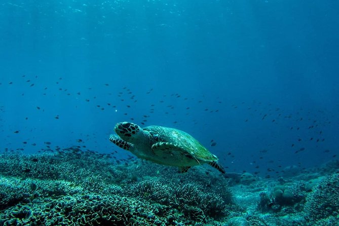 Snorkeling Trip Nusa Penida Bali - Getting There: Early Pickup, Short Ride, High-Speed Boat