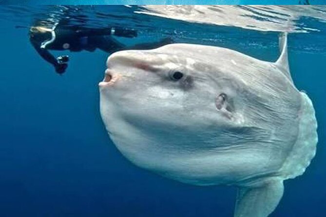Snorkeling Trips with Manta Ray from Nusa Lembongan - Snorkeling With Manta Rays From Lembongan: What You’re Really Booking