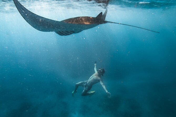 Snorkeling with Manta Rays in Their Habitat with Manta Point - Key Highlights at Manta Point and Crystal Bay