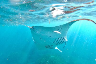 Snorkeling with Manta Rays in Their Habitat with Manta Point - Manta Point: Your Best Shot at Manta Rays in Their Habitat