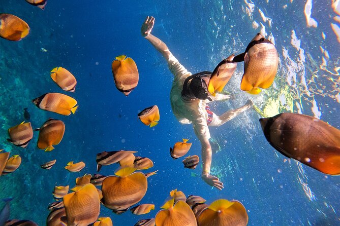 Snorkeling with Manta Rays in Their Habitat with Manta Point - Timing and Flow: How the 3 Hours Usually Feel