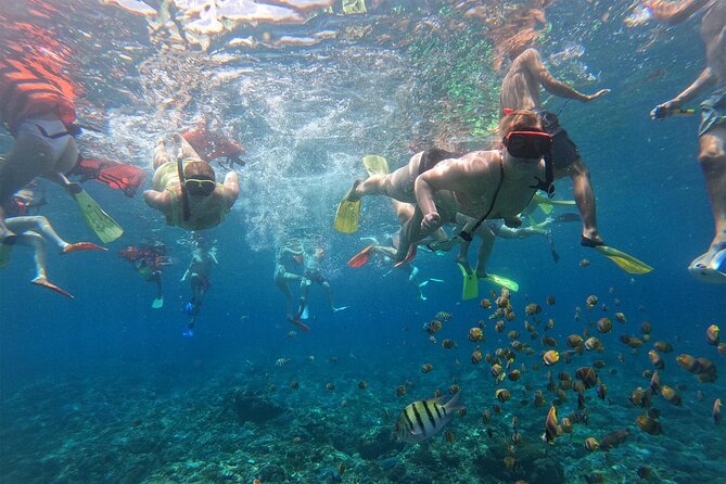 Snorkeling with Manta Rays in Their Habitat with Manta Point - Value for $7.71: Why This Pricing Can Make Sense