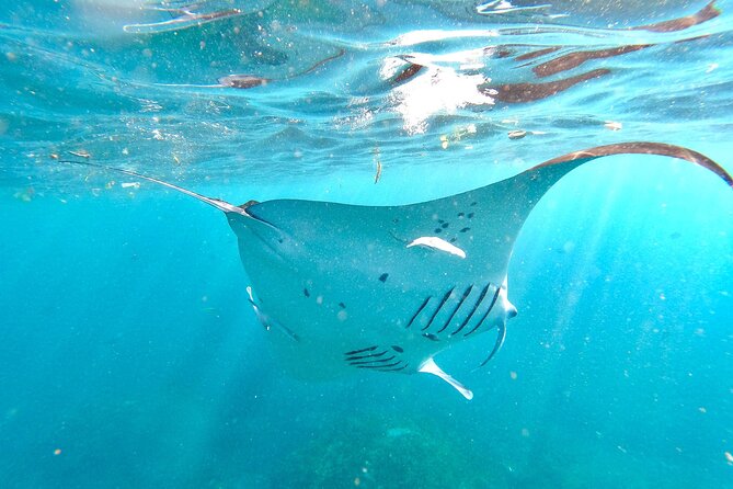 Snorkeling with Manta Rays in Their Habitat with Manta Point - Manta Point: Your Best Shot at Manta Rays in Their Habitat