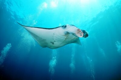 Snorkelling with Manta Rays at Nusa Penida and Lembongan - Stop 1 at Manta Point: What the Guided Manta Snorkel Feels Like