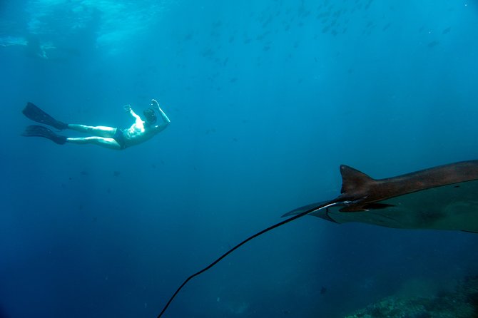 Snorkelling with Manta Rays at Nusa Penida and Lembongan - Who Should Book This Manta-Ray Snorkeling Day