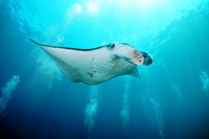 Snorkelling with Manta Rays at Nusa Penida and Lembongan - Stop 1 at Manta Point: What the Guided Manta Snorkel Feels Like