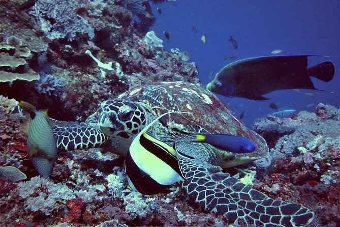 Swim with Manta Rays: Snorkeling Day Trip from Bali - Getting There Smoothly: Sanur Fast Boats and the 7–8 Hour Flow