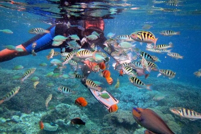 Swim with Manta Rays: Snorkeling Day Trip from Bali - Gear, Crew, Lunch, and That Little Details That Matter