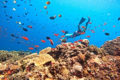 Swim with Manta Rays: Snorkeling Day Trip from Bali - Stop 1 to Stop 5: How Each Snorkel Zone Changes the Day