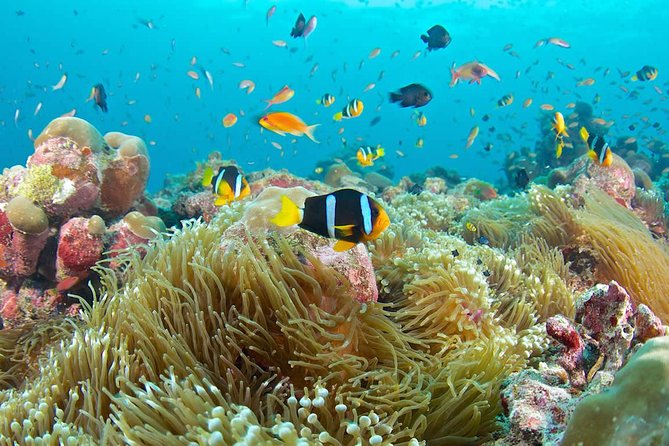 The Best 2-point Snorkeling in Padangbai: Blue lagoon and Tanjung jepun - Entering Padangbai’s Best 2-Spot Snorkeling (Tanjung Jepun + Blue Lagoon)