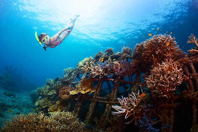 The Best 2-point Snorkeling in Padangbai: Blue lagoon and Tanjung jepun - Stop Two at Blue Lagoon (10:00): Coral Views With a Reality Check