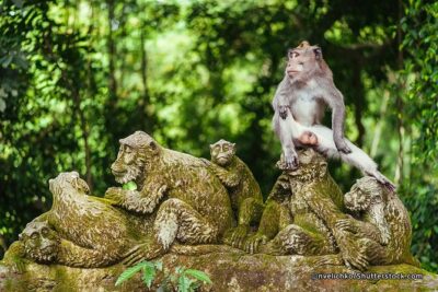 The Best of Ubud Tour and Jungle Swing - Private pickup and comfort: the real value is less stress
