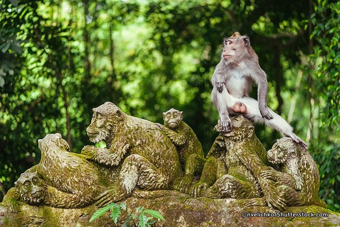 The Best of Ubud Tour and Jungle Swing - Private pickup and comfort: the real value is less stress