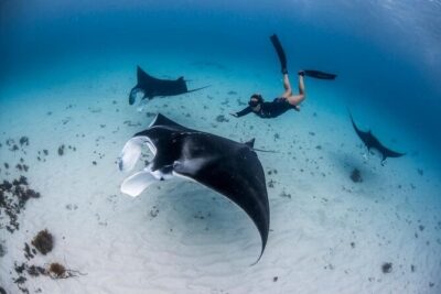 Three Islands Snorkeling (3 Spots) Manta Rays - From Lembongan - The Real Value at $24: What You Get for Your Money