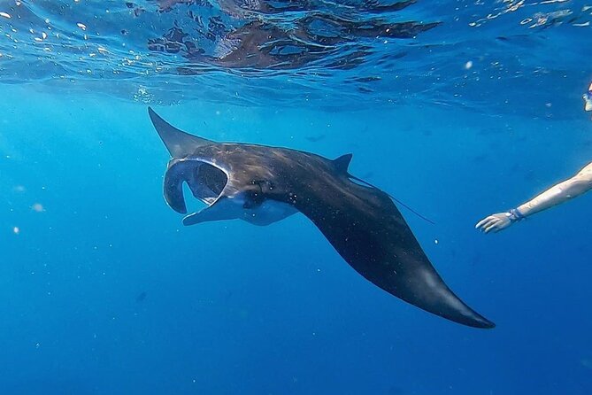 Three Islands Snorkeling (3 Spots) Manta Rays - From Lembongan - Stop 3: Gamat Bay and What Strong Water Can Mean