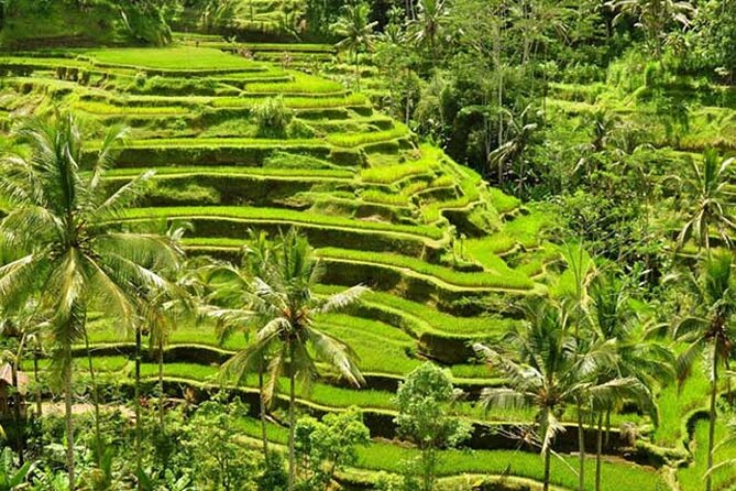 Tlaga Singha Infinity Pool, Jungle swing & Rice Terrace Trip - d’Alas Swing: the best photos come from calm preparation