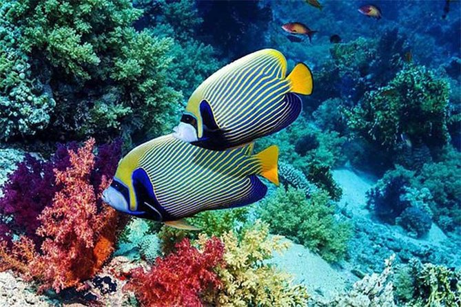 Tour Gate of Heaven at Lempuyang Temple - Blue Lagoon Snorkeling with lunch - Topi Inn lunch: you’re not left guessing where to eat