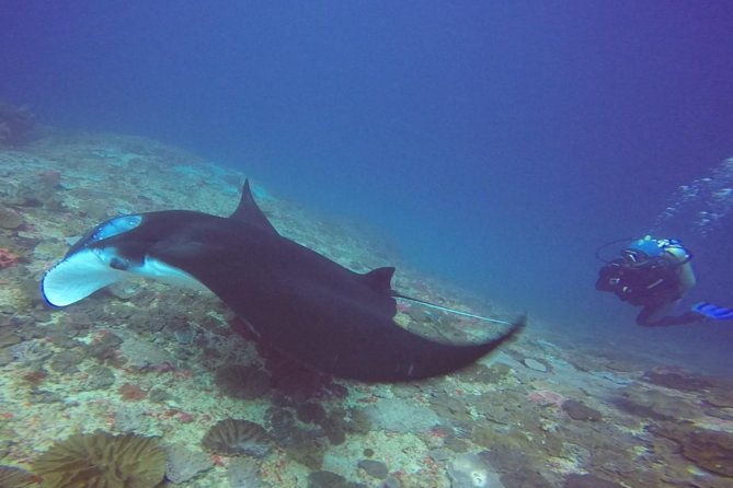 Try Diving in Manta Point - Nusa Penida - The Intro Course: Theory, Equipment Check, and Private Pool Training