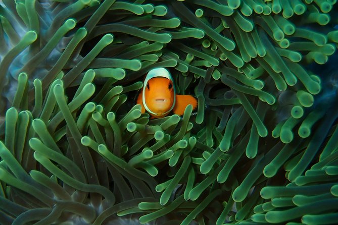 Try Diving in Nusa Lembongan - Penida. For beginners (with 2 ocean dives) - Beginner scuba training in Nusa Lembongan: what makes it work
