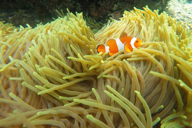 Try Scuba Diving at Padang Bai - Who should book this try-scuba package (and who should pause)