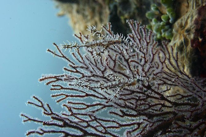 Try Scuba Diving at Tulamben Shipwreck - What’s included vs. what to pack (so nothing derails your day)