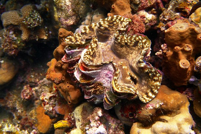 Try Scuba Diving at Tulamben Shipwreck - Transport from Kuta, Sanur, Seminyak, and Nusa Dua: easy or time-consuming?