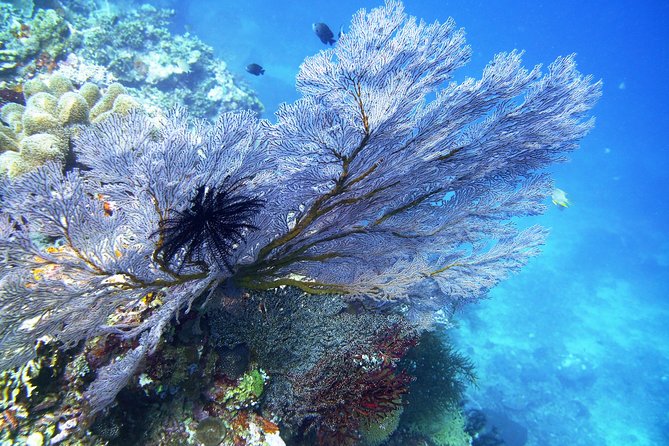Try Scuba Diving at Tulamben Shipwreck - Who should book this USAT Liberty try-SCUBA day?