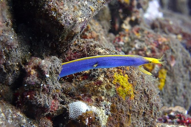 Try Scuba Diving at Tulamben Shipwreck - Should you book it: my practical take