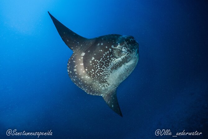 Try Scuba Diving for Beginners with manta rays (Non - Certified) - The 4-hour rhythm: pool lesson in the morning, manta time after
