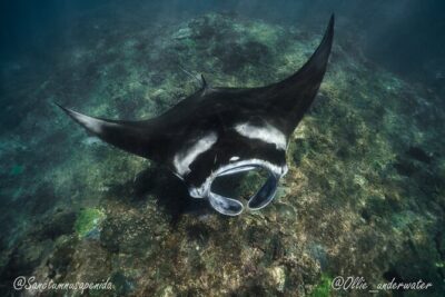 Try Scuba Diving for Beginners with manta rays (Non - Certified) - Pool training: where your buoyancy confidence gets built
