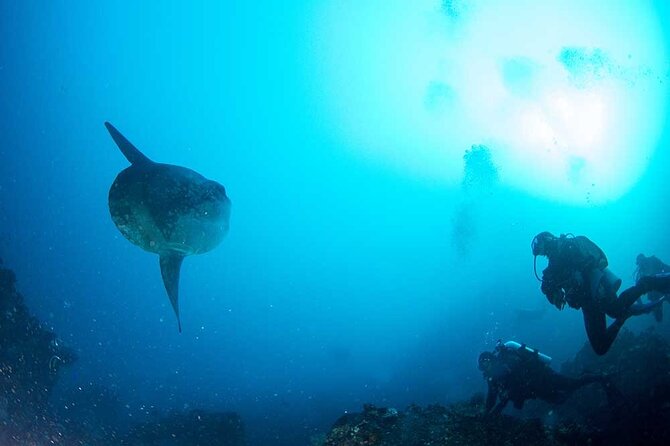 Two fun dives morning trip (Certified Divers only) - The small-group setup that makes Nusa Penida easier