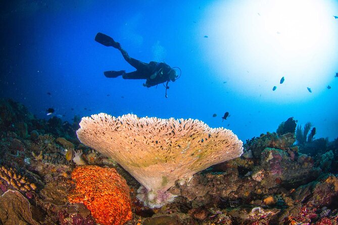 Two fun dives morning trip (Certified Divers only) - The boat schedule: two tanks, about 4 to 5 hours