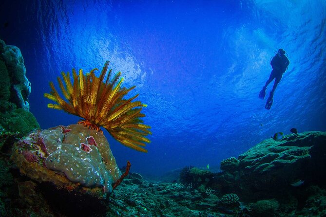 Two fun dives morning trip (Certified Divers only) - What’s included on board (and what you should bring)