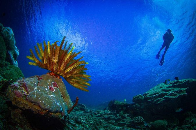Two fun dives morning trip (Certified Divers only) - Staff care and safety vibe: what the guide names suggest