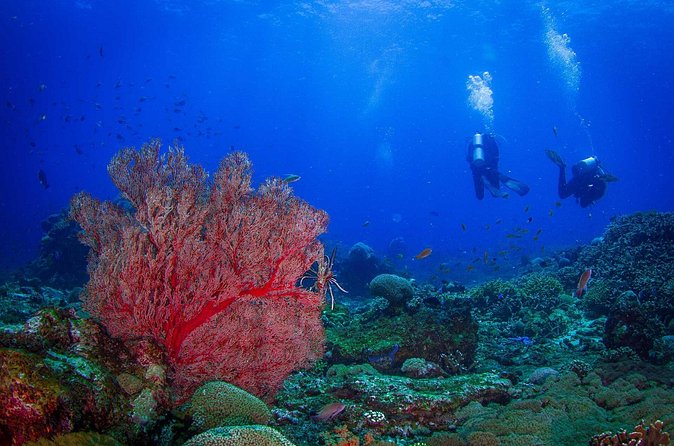 Two fun dives morning trip (Certified Divers only) - Price and value: is $140.87 reasonable?