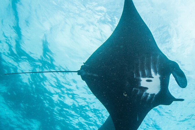 Two fun dives morning trip (Certified Divers only) - Meeting at Purple Dive Nusa Penida and getting kitted