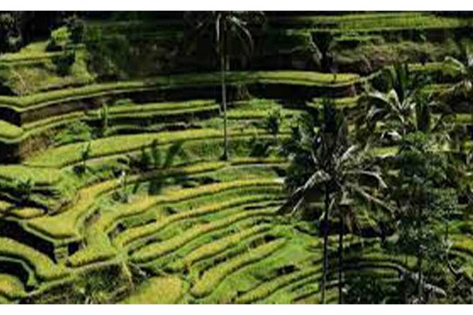 Ubud ATV Quad Bike, Monkey Forest and Rice Terrace - How the day fits together: quad biking plus Ubud icons