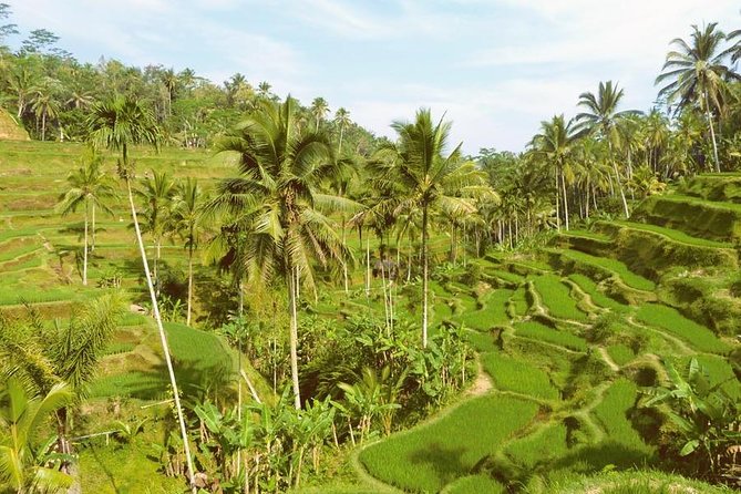 Ubud Combine Mount Batur Kintamani Tour - Tegalalang Rice Terrace: the classic view, done right