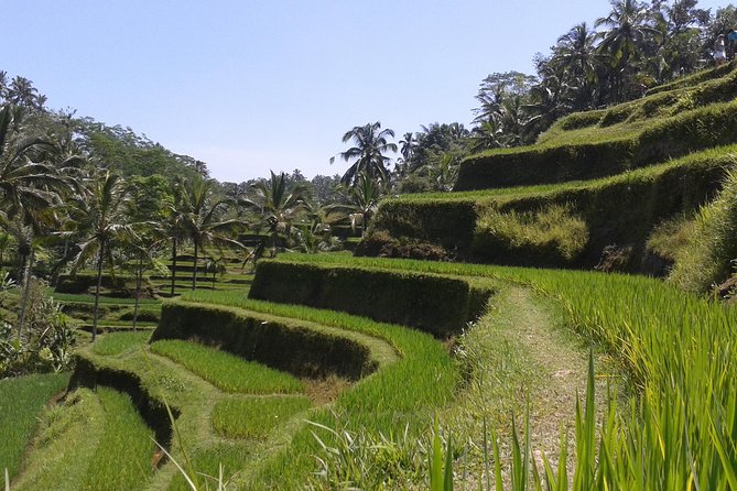 Ubud Cultural Day Tour: A Day for Balinese Cultural Experience - Sacred Monkey Forest Sanctuary: conservation first, photos second