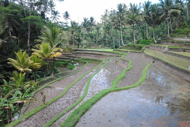 Ubud Customized Private Tour - Tegalalang Rice Terrace: Working Farms and a Swing Option