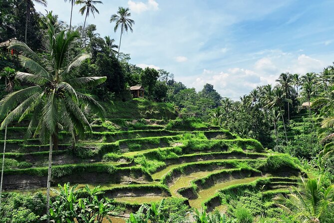 Ubud Experience | Full Day Private Tour in Ubud | FREE WIFI - Pura Tirta Empul: ritual purification at Holy Spring