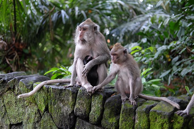 Ubud Experience ; Swing, Waterfalls, Art Market, Rice Terrace - Getting From Kuta to Ubud Without Wasting Your Day