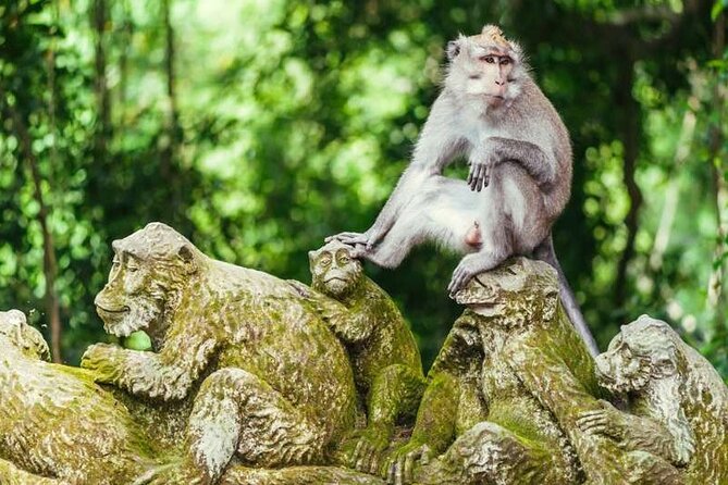 Ubud Full Day Tour Waterfall Monkey Forest Rice Terrace - Tegenungan Waterfall: A Nature Reset Without the Planning Headache