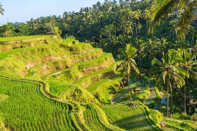 Ubud Full Day Tour Waterfall Monkey Forest Rice Terrace - The Real Star: English Guidance and Flexible Timing