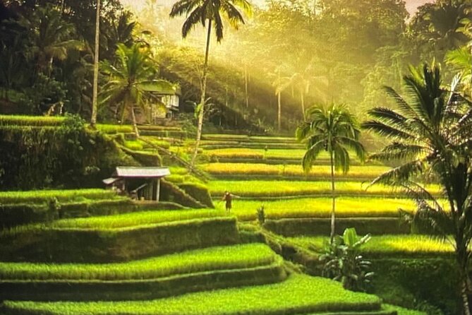 Ubud Highlight Rice Terrace,Waterfall,Temple and Art village - How This Ubud Day Tour Actually Feels in Real Life