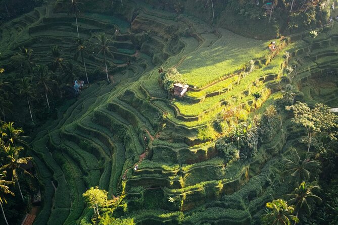 Ubud Iconic Full Day Tour Monkey Forest Rice Terraces Waterfalls - Stop 4: Tegallalang Rice Terrace in one focused hour