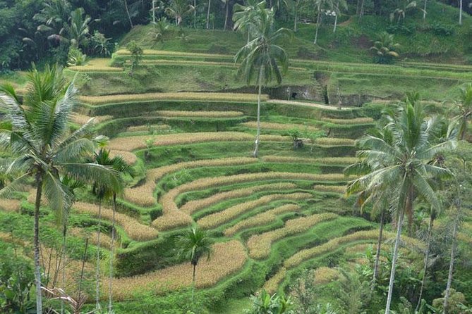 Ubud Kintamani Tour - Why This Ubud Kintamani Plan Feels Worth It at $60