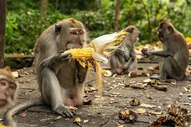 Ubud Monkey Forest - Rice Terrace - Jungle Swing - Water Temple - A Ubud Day Full of Monkeys, Rice Views, and Temple Holy Water