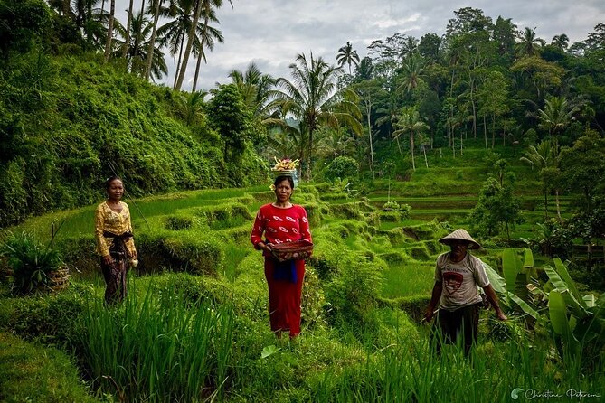 Ubud Monkey Forest - Rice Terrace - Jungle Swing - Water Temple - Stop 1: Sacred Monkey Forest Sanctuary for Close-Up Wildlife