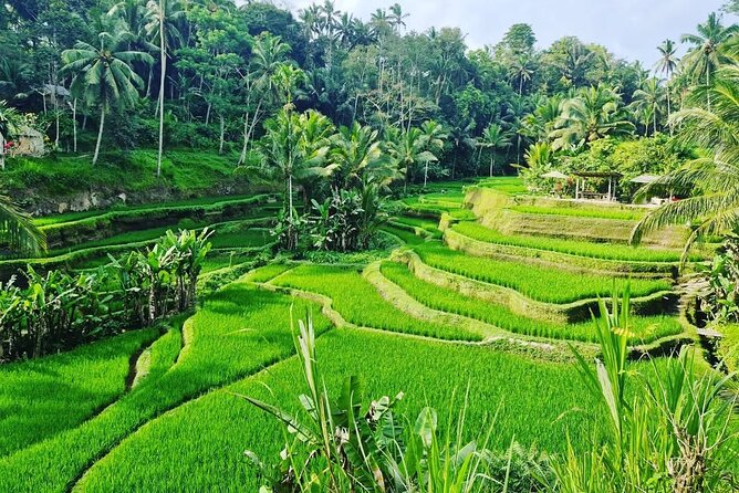 Ubud Monkey Forest - Rice Terrace - Jungle Swing - Water Temple - Crowd Timing and Why Your Driver’s Order Can Matter